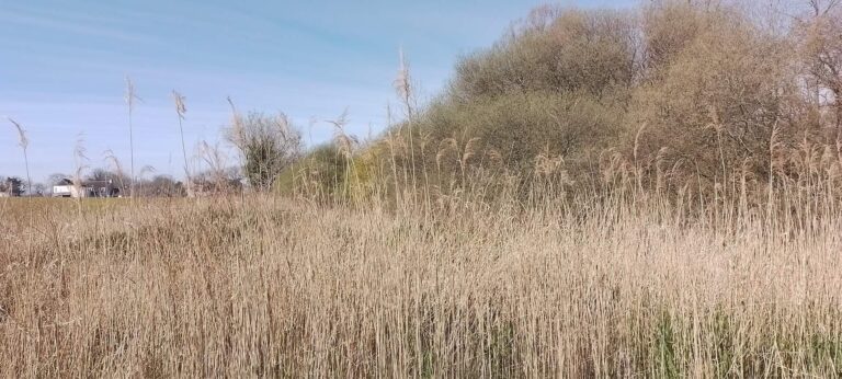 Delimitation de zones humides - Concarneau Bretagne