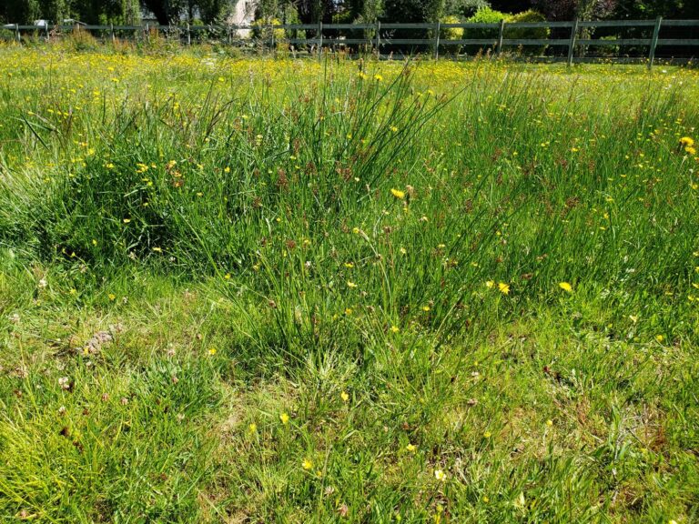 inventaire flore zone umide - Concarneau Bretagne